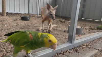 Canguru foge de recinto com ajuda de papagaio que aprendeu abrir fechadura