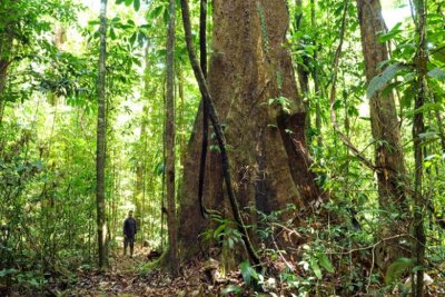 A maior rvore do Brasil foi descoberta em 2019