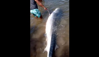 Tubaro de 300 kg  encontrado morto em praia na Bahia e pescadores dividem carne do animal  Foto: Reproduo/Redes Sociais