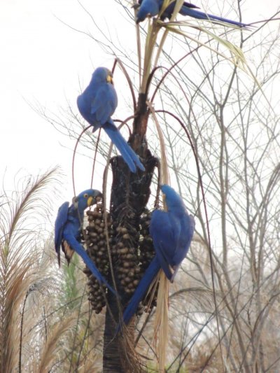 Araras-azuis sobrevivem a incndio no MT, mas seu principal alimento est queimado. (Foto: Instituto Arara Azul)