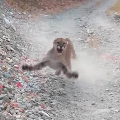 EUA: Homem grava momento em que  perseguido por puma em trilha; veja Imagem: Divulgao/YouTube