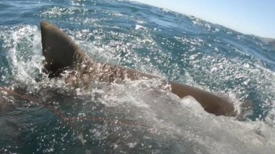 Tubaro que atacou o jovem Jahmon Wilson, de 18 anos, na Nova Zelndia Imagem: Reproduo/Pen News/Youtube