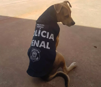 Mascote, cachorro Perigo veste o colete da polcia penal de Mato Grosso do Sul (Foto: Arquivo Pessoal)