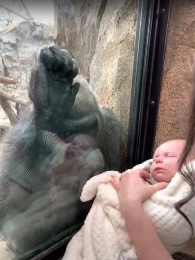 Me gorila encantou a web ao ficar observando beb humano Imagem: Reproduo/Youtube